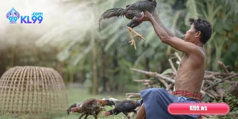 Cách Chăm Sóc Gà Chọi Phát Triển Toàn Diện, Phong Độ 2 Bí quyết chăm sóc gà chọi chuẩn chỉnh