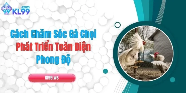 Cách Chăm Sóc Gà Chọi Phát Triển Toàn Diện, Phong Độ 4 Cách Chăm Sóc Gà Chọi Phát Triển Toàn Diện, Phong Độ