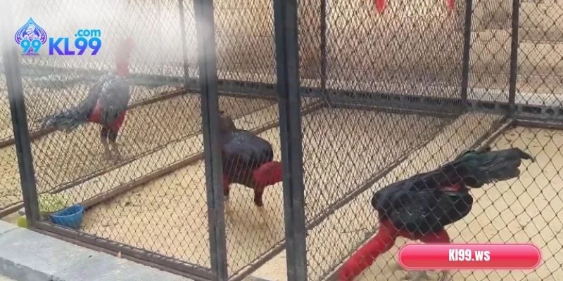 Chạy Lồng Là Gì? Kỹ Thuật Chuẩn Giúp Đạt Thành Tích Tốt 1 Chạy lồng là gì