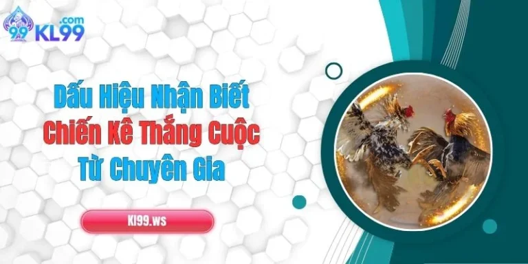 Dấu Hiệu Nhận Biết Chiến Kê Thắng Cuộc Từ Chuyên Gia 5 Dấu Hiệu Nhận Biết Chiến Kê Thắng Cuộc Từ Chuyên Gia